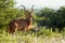 Alert Kudu Antelope