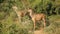 Alert kudu antelopes