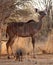 Alert Kudu Cow