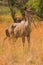 An alert kudu female