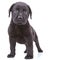 Alert labrador retriever puppy