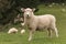 Alert lamb with flock of sheep grazing in background