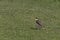 Alert lapwing isolated on green grass in Australia