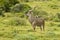 Alert large kudu