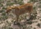 Alert lioness on the grasslands.