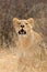 Alert lioness in natural habitat, Kalahari desert, South Africa