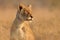 An alert lioness in natural habitat, Kruger National Park, South Africa