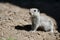 Alert Little Ground Squirrel Standing Guard Over Its Home