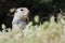 Alert Little Ground Squirrel Standing Guard Over Its Home