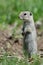 Alert Little Ground Squirrel Standing Guard Over Its Home