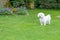 Alert little Havanese dog standing in a summer garden