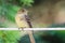 Alert Little Least Flycatcher Perched on a Clothesline