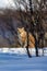 Alert lynx sitting on snow by bare trees in nature