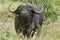 Alert male African Buffalo