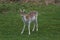 Alert male Fallow deer