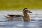 Alert Male garganey duck