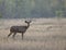 Alert Male sambar Deer watching out for Predators in summer months