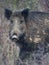 Alert male wild boar, sus scrofa