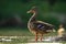 Alert mallard hen standing on a bough in water sunlit by evening sun in summer