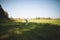 Alert Maremma Sheepdog on a tranquil farm in Ontario, Canada