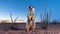 Alert Meerkat in Desert Landscape at Blue Hour