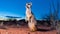 Alert Meerkat in Desert Landscape at Blue Hour