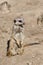 An alert meerkat sits in the sand and keeps watch