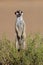 Alert meerkat, South Africa