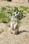 Alert meerkat standing on his back legs