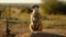 Alert meerkat standing in nature, watching with cute focus generated by AI