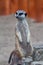 Alert meerkat Suricata suricatta standing on guard