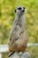 Alert meerkat (Suricata suricatta) standing on guard