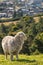 Alert merino sheep grazing on slope above Blenheim, Marlborough, New Zealand