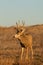Alert Mule Deer Buck