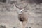 Alert mule deer buck