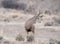 Alert mule deer buck looks behind him