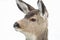 Alert Mule Deer Fawn - facial Expression