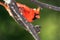 Alert Northern Cardinal Perched in a Tree