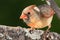 Alert Northern Cardinal Perched in a Tree