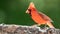 Alert Northern Cardinal Perched in a Tree