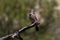 Alert Northern Flicker against natural green bokeh background