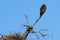 Alert Osprey Above Their Nest