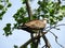 Alert Osprey with small fish catch on branch