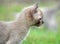 Alert & playful tiny fluffy Burmese kitten portrai