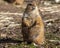 Alert prairie dog stands guard