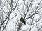 Alert predator eagle sits in a tree in FingerLakes