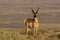 Alert Pronghorn Antelope Buck