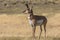 Alert Pronghorn Buck