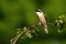 Alert red-backed shrike male resting in sunlit nature on summer morning