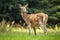 Alert red deer hind looking behind over shoulder on a meadow in summer